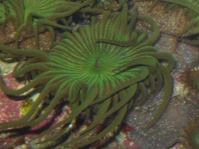 corals inverts - protopalythoa sp. - button polyp stocking in 90 gallons tank - polyp