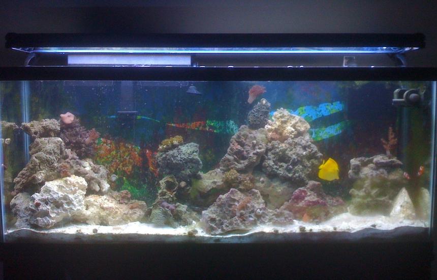 Rated #36: 55 Gallons Saltwater Fish Tank - main view