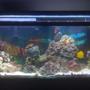 55 gallons saltwater fish tank (mostly fish, little/no live coral) - main view