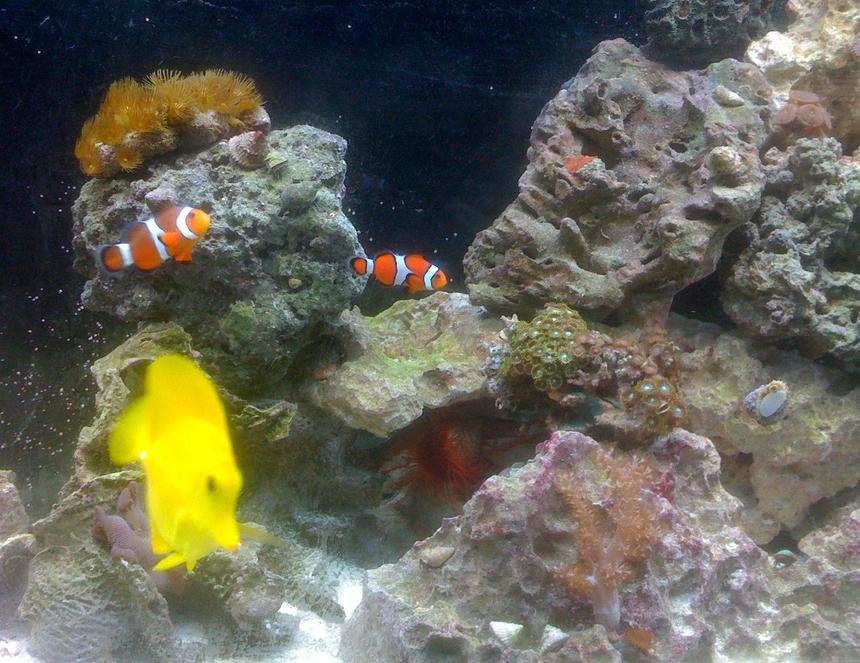 Rated #59: Saltwater Fish - Amphiprion Percula - True Percula Clownfish Stocking In 55 Gallons Tank - closer look