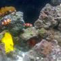saltwater fish - amphiprion percula - true percula clownfish stocking in 55 gallons tank - closer look