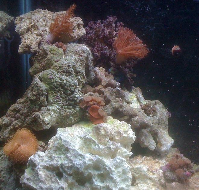 corals inverts - actinodiscus sp. - mushroom coral stocking in 55 gallons tank - conner