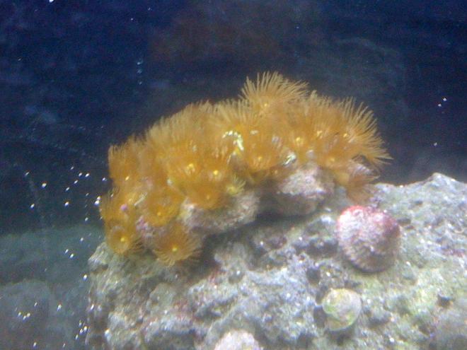corals inverts - undescribed zoanthid - colony polyp, yellow stocking in 55 gallons tank - yellow polyp