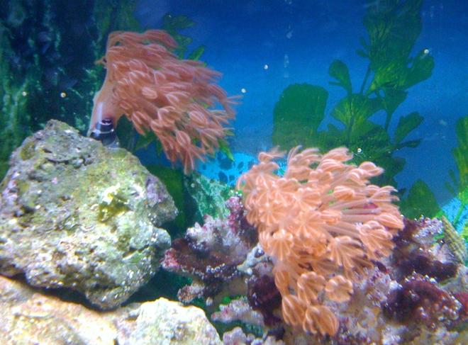 corals inverts - heteroxenia sp. - heteroxenia polyp stocking in 55 gallons tank - small xenia