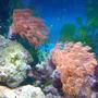 corals inverts - heteroxenia sp. - heteroxenia polyp stocking in 55 gallons tank - small xenia