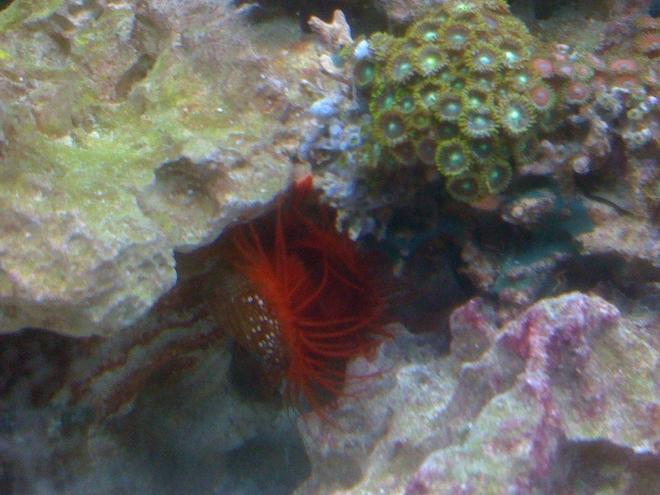 corals inverts - lima scabra - flame scallop stocking in 55 gallons tank - flame scallop