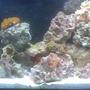 saltwater fish - zebrasoma flavescens - yellow tang - hawaii stocking in 55 gallons tank - other view