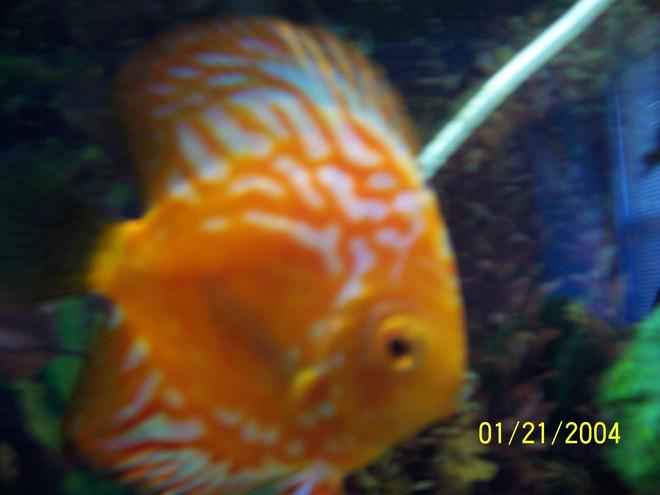 freshwater fish - symphysodon spp. - pigeon blood discus stocking in 55 gallons tank - red pigeon blood discus