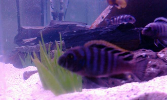 freshwater fish - cynotilapia afra chimate stocking in 55 gallons tank - afra chimate dwarf! 2 inches