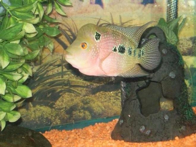 freshwater fish - cichlasoma sp. - flower horn cichlid stocking in 55 gallons tank - this is my newest  family fish member named bamboo he is a 5 inch male flowerhorn.  and  this was taken the first hour in his new home sweet home. he is wonderfull and  soooo friendly.