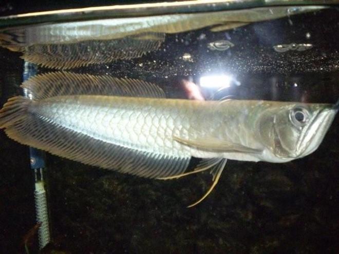 freshwater fish - osteoglossum bicirrhosum - silver arowana stocking in 55 gallons tank - heres is king tut  a wonderfull  fish to have.