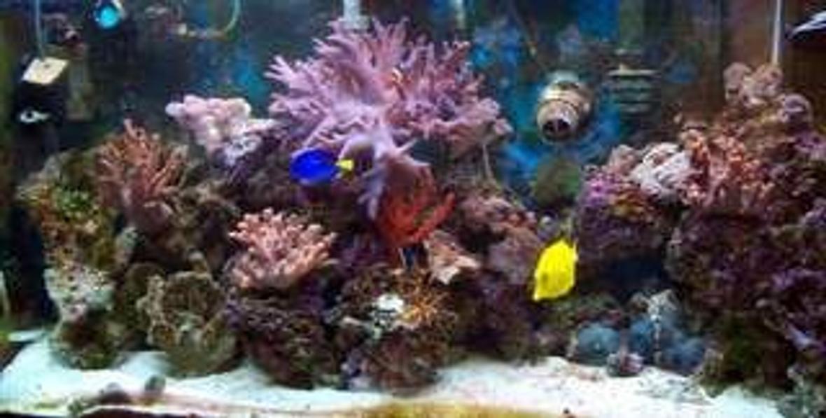 corals inverts - seriatopora hystrix - birdsnest coral stocking in 90 gallons tank - morning photo 4/2/09 (lights have been on for 45 minutes) so not in full bloom. I'm always at work so didn't have time to get a better shot.