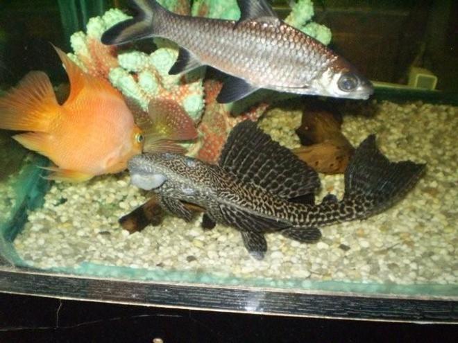 freshwater fish - glyptoperichthys gibbiceps - sailfin pleco (l-83) stocking in 55 gallons tank - on the search for the floating bloodworms.
