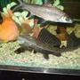 freshwater fish - glyptoperichthys gibbiceps - sailfin pleco (l-83) stocking in 55 gallons tank - on the search for the floating bloodworms.