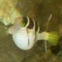 saltwater fish - canthigaster valentini - saddle valentini puffer stocking in 55 gallons tank - Valentini Puffer Puffed New2hobby