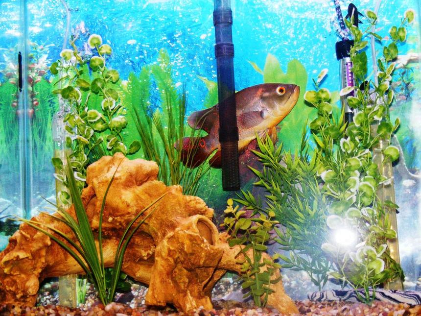 Rated #2022: Freshwater Fish - Astronotus Ocellatus - Tiger Oscar Stocking In 30 Gallons Tank - Another view of the tank & fish