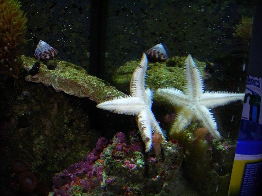 Rated #381: Corals Inverts - Astropecten Polycanthus - Sand Sifting Sea Star Stocking In 14 Gallons Tank - My sand sifting star fish out of the sand and terrorizing my tank haha... In the upper left corner you can see a piece of my star polyps, they're growing like crazy, a few of my crabs, brown button polyps in the lower left and Coraline!