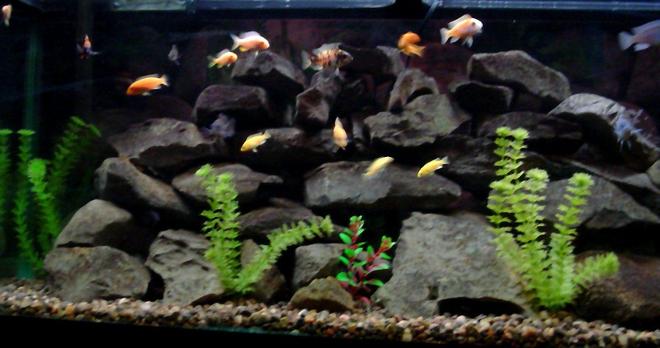 freshwater fish - pseudotropheus estherae - red zebra cichlid stocking in 55 gallons tank - 55 Gallon Malawi cichlid aquarium
3-cobalt blue zebras 3-red zebras
3 yellow labs various peacocks and a synadontis catfish