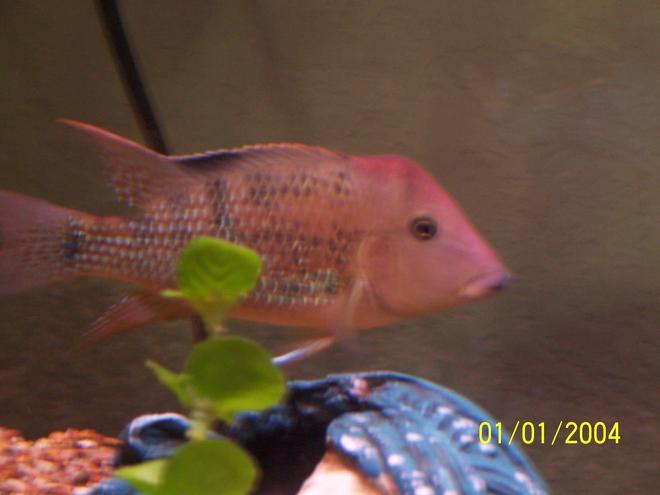 freshwater fish - geophagus steindachneri - red-hump eartheater stocking in 55 gallons tank - red hump geogopherous