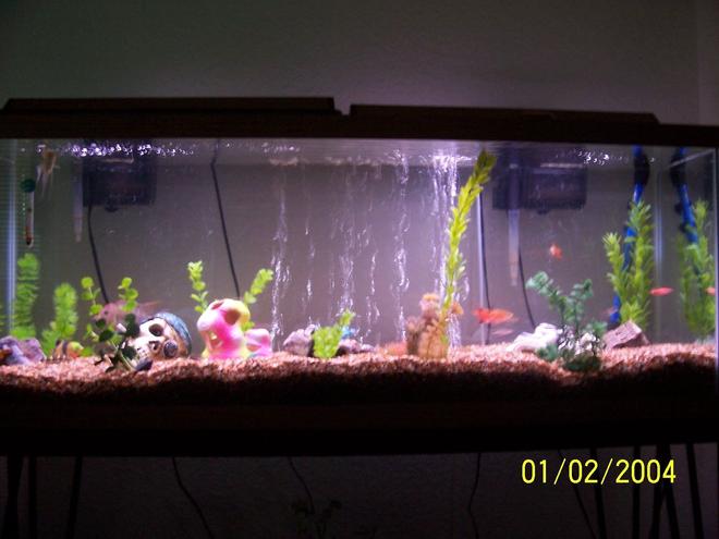 55 gallons freshwater fish tank (mostly fish and non-living decorations) - tank