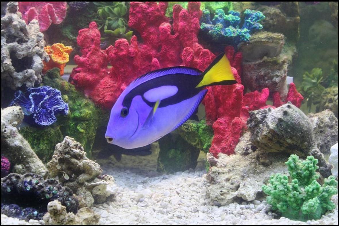 saltwater fish - paracanthurus hepatus - blue tang stocking in 75 gallons tank - Blue Hippo Tang