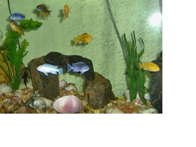 freshwater fish - labidochromis caeruleus - electric yellow cichlid stocking in 55 gallons tank - 8 of 12 African Cichlids and one pleco
