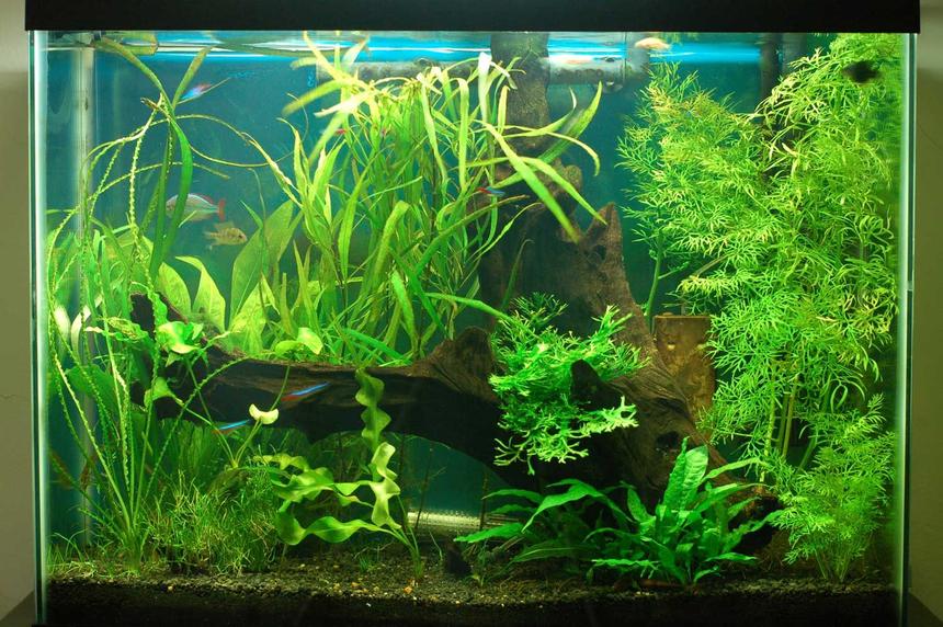 Rated #86: 37 Gallons Planted Tank