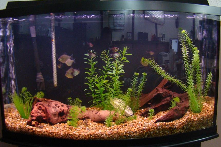 Rated #2172: 45 Gallons Freshwater Fish Tank - updated picture of the 46 gal tank. Took a couple decorations out as going to try to limit the transfer to the 125 as easy as possible, ever since trying the sand in the 125 ill never go back, i find the larger gravel like this makes the tank look yellow. not my favorite. Easy to clean tho. This tanks shut down now as the 125 is done and Its going to start up again saltwater style!