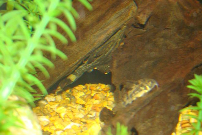 freshwater fish - panaque nigrolineatus - gold royal pleco (l-027) stocking in 45 gallons tank - Royal Pleco