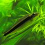 freshwater fish - crossocheilus siamensis - siamese algae eater stocking in 29 gallons tank - Flying Fox, resting on the leaf of an Amazon Sword.