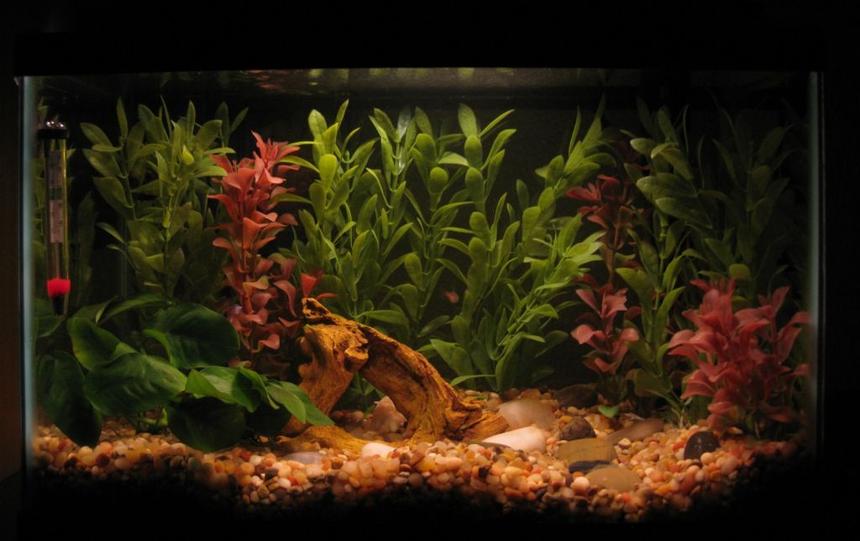 Rated #1671: 5 Gallons Freshwater Fish Tank - 5.5 gallon w/ neons and black mystery snail