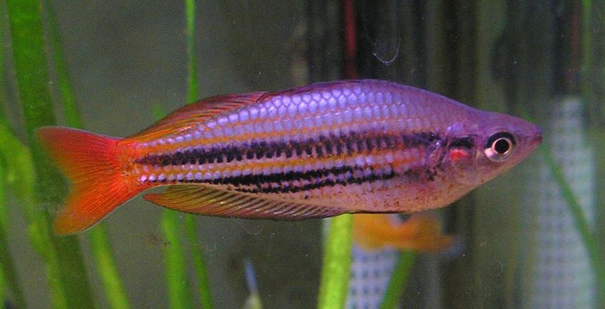 Rated #640: Freshwater Fish - Melanotaenia Australis - Western Rainbowfish Stocking In 29 Gallons Tank - Melanotaenia Australis, Western Rainbowfish. One of the larger males.