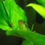 freshwater fish - crossocheilus siamensis - siamese algae eater stocking in 29 gallons tank - Flying fox, resting on leaf.