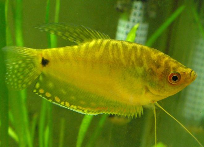 freshwater fish - trichogaster trichopterus - gold gourami stocking in 29 gallons tank - Trichogaster trichopterus - three spot gold gourami. Male. This one is relatively young.