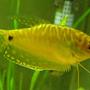 freshwater fish - trichogaster trichopterus - gold gourami stocking in 29 gallons tank - Trichogaster trichopterus - three spot gold gourami. Male. This one is relatively young.