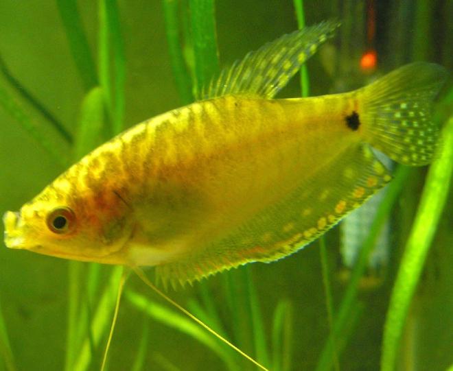 freshwater fish - trichogaster trichopterus - gold gourami stocking in 29 gallons tank - Trichogaster trichopterus - three spot or gold gourami. This is a young male.