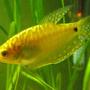 freshwater fish - trichogaster trichopterus - gold gourami stocking in 29 gallons tank - Trichogaster trichopterus - three spot or gold gourami. This is a young male.