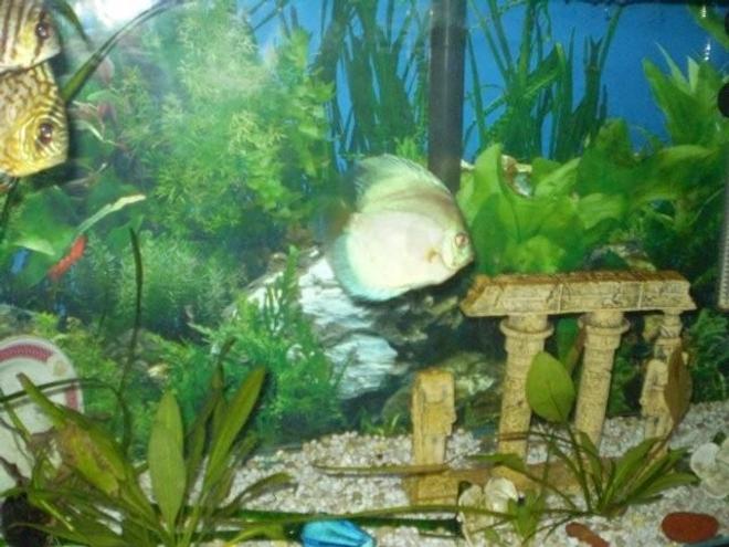 freshwater fish - symphysodon sp. - white discus stocking in 55 gallons tank - my discus tank  last yr will update soon.