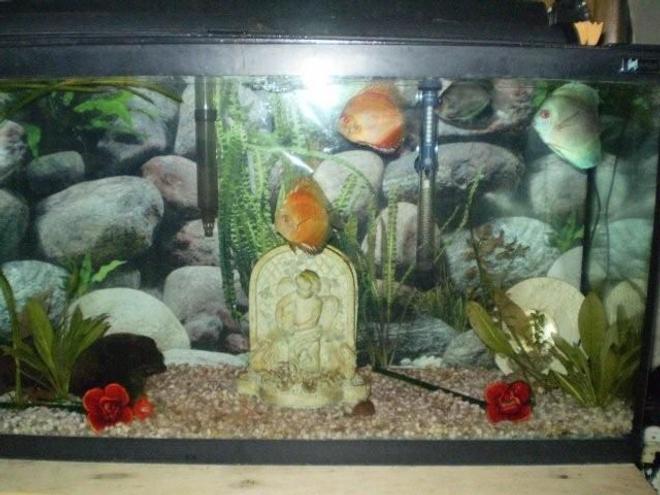 freshwater fish - symphysodon sp. - white discus stocking in 55 gallons tank - another discus picture of  them  playing