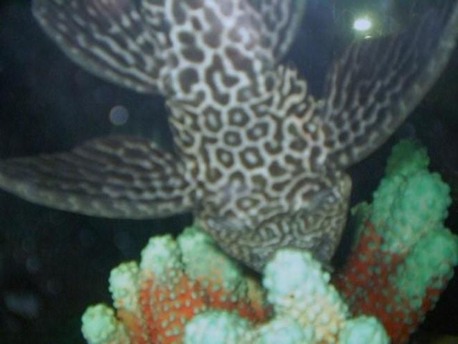 freshwater fish - glyptoperichthys gibbiceps - sailfin pleco (l-83) stocking in 55 gallons tank - chubby peco