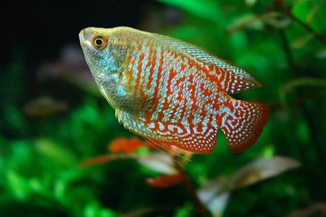 freshwater fish - colisa lalia - dwarf gourami stocking in 47 gallons tank - Colisa Lalia