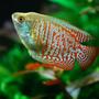 freshwater fish - colisa lalia - dwarf gourami stocking in 47 gallons tank - Colisa Lalia