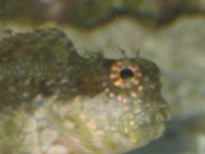 saltwater fish - salarias fasciatus - sailfin/algae blenny stocking in 90 gallons tank - I'm watching you!