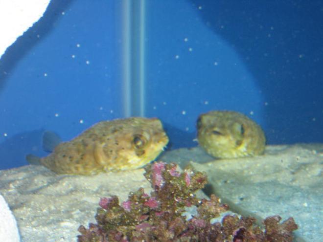 saltwater fish - diodon holocanthus - porcupine puffer stocking in 75 gallons tank - Reflections