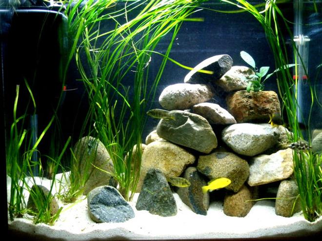 30 gallons freshwater fish tank (mostly fish and non-living decorations) - My Malawi Cichlid Tank