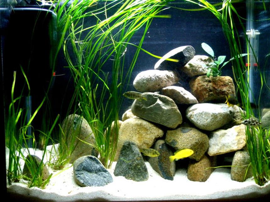 Rated #73: 30 Gallons Freshwater Fish Tank - My Malawi Cichlid Tank