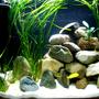 30 gallons freshwater fish tank (mostly fish and non-living decorations) - My Malawi Cichlid Tank