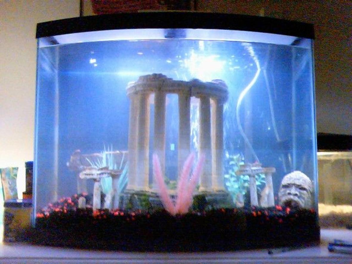 fish tank picture - my 30 gallon tank