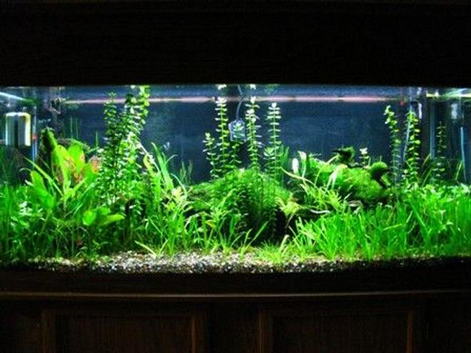 75 gallons planted tank (mostly live plants and fish) - 75gal.plant tank