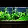 75 gallons planted tank (mostly live plants and fish) - 75gal.plant tank